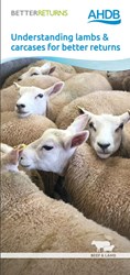 a group of sheep lying on a bed
